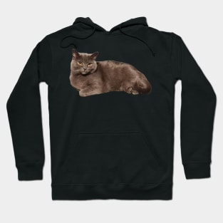 Grey cat resting Hoodie